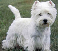 West highland white terrier dog breed